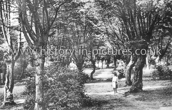 The Forest at Walthamstow. c.1910's